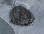 Calymene Niagarensis Trilobite From New York #2140-2